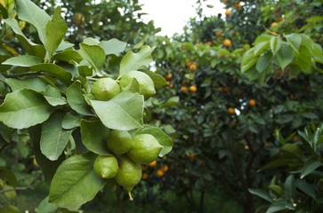 Lemon tree