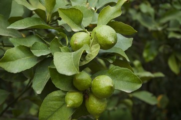 Lemon tree