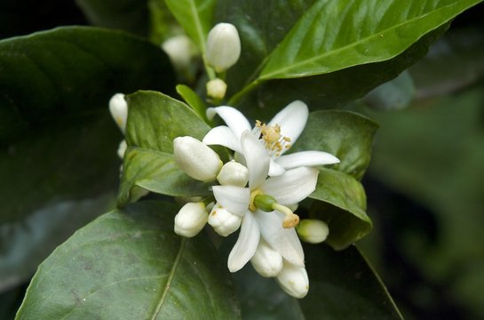 Orange Tree flower
