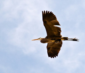 Obraz premium HERON IN FLIGHT