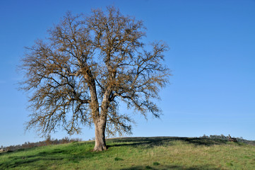 Tree on a hill of a pasture
