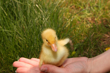 Cute little duckling in the grass