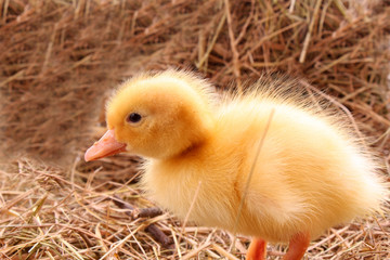 yellow fluffy duckling on the hay