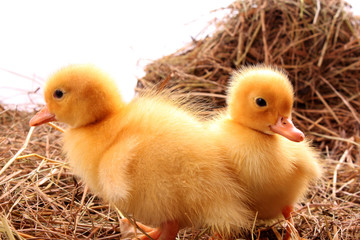 yellow fluffy ducklings on the hay