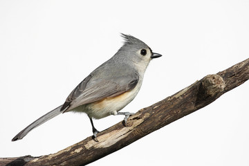 Isolated Titmouse On A Stump