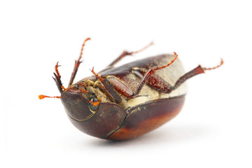 Beetle (Blitopertha Polyanor)