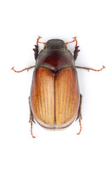 Beetle (Blitopertha Polyanor)
