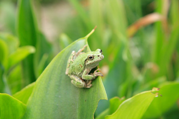 Frog_01