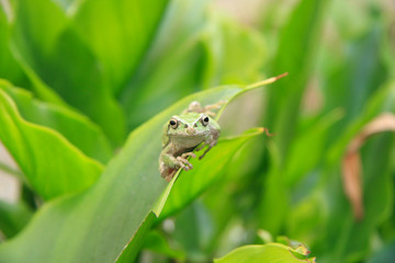 Frog_02