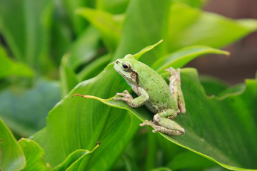 Frog_03