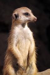 Standing Guard