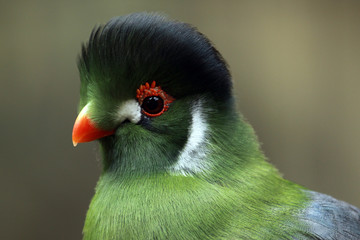 Colorful Turaco
