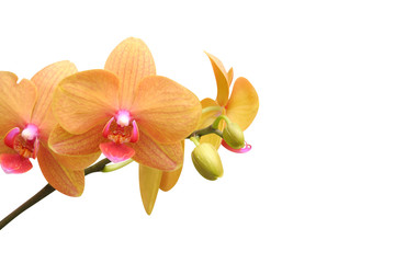 Orchid flower