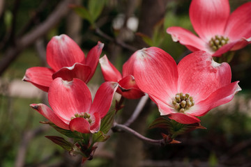 fiori di Cornus florida