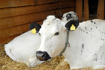 Cows, called Rørosfe, chew the cud on the stall.