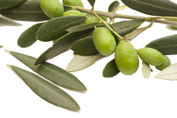 moraiolo