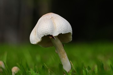 wild mushroom in the parks
