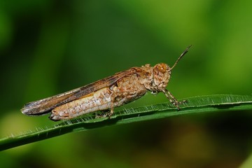 brown grasshopper and leaf in the parks