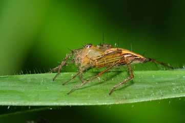 lynx spider and leaf in the parks