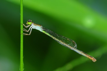 damselfly in the parks