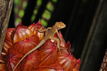 tree lizard in the parks