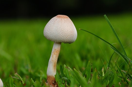 wild mushroom in the parks