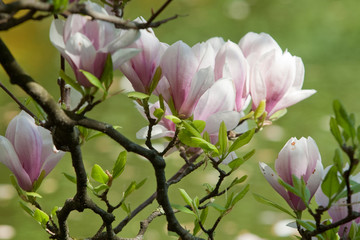 Magnolien im Fr&uuml;hling