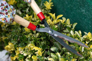 giardinaggio - potatura siepe