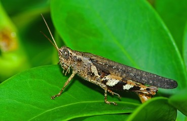 brown grasshopper in the parks