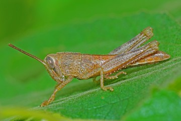 brown grasshopper in the parks