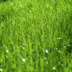 grass after a rain