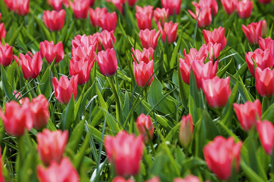 tulips