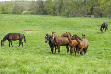 Horses on green field