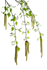 Obraz premium New birch branches with blossom