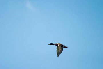wild ducks flying