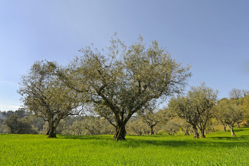 Olive Trees