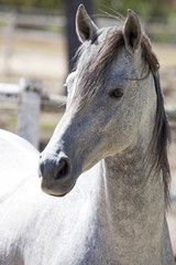Arabian stallion