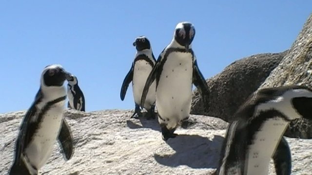 Jackass penguins