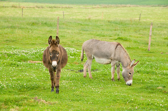 Donkeys in the grass