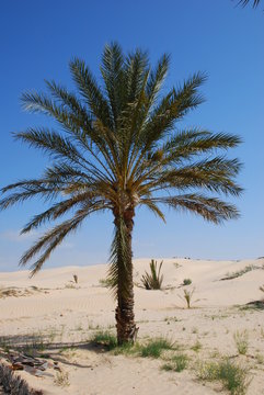 palmier dans le désert