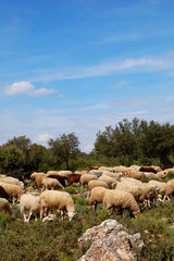 Sheep farming in Spain
