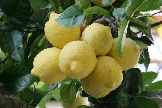 zitronenbaum, lemontree