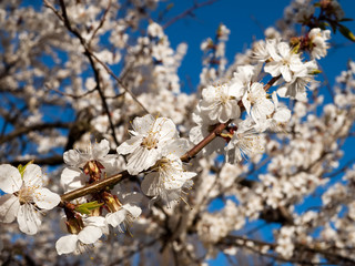 Spring bloom branches against a blue sky