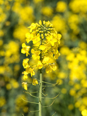 Blooming rapeseed