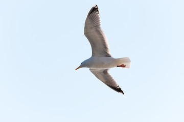seagull