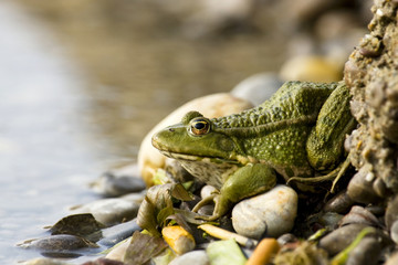 Frosch