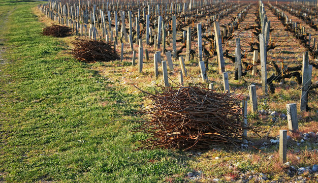 sarments en bout de vigne au ch&acirc;teau margaux