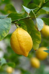 Lemon fruit on lemon  tree