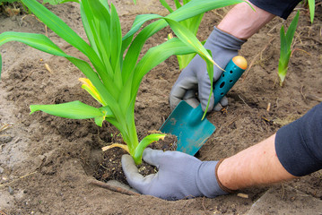 Taglilie pflanzen - planting a daylily 04 © LianeM
