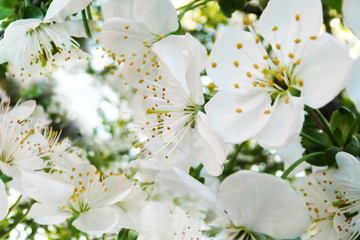 Kirschblüte